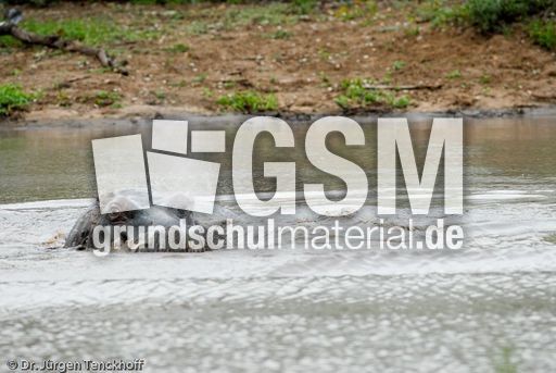 Flusspferd (90 von 104).jpg